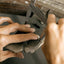 Lioness ring 14k gold - Studio Kroewe